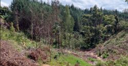 VENDO LOTE EN RIONEGRO